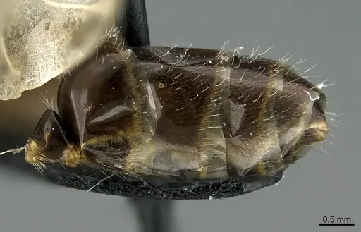 Camponotus integellus specimen UTEPENTO26087 image utepento26087_5