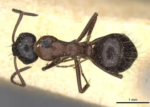 Camponotus interjectus specimen CASENT0910431 image casent0910431_1