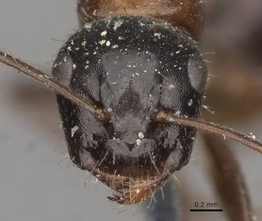 Camponotus interjectus specimen CASENT0910431 image casent0910431_2
