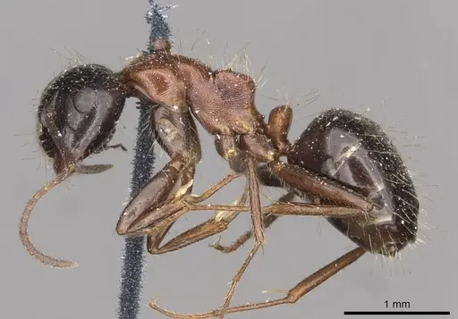 Camponotus interjectus specimen CASENT0910431 image casent0910431_3