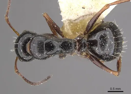 Camponotus interjectus specimen CASENT0911142 image casent0911142_1
