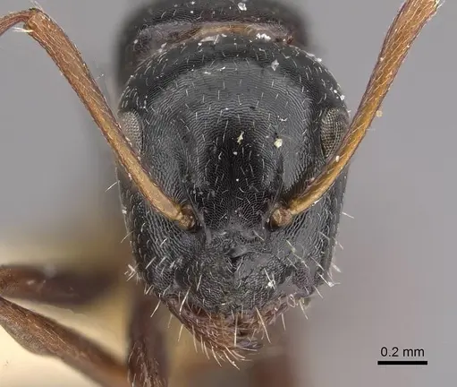 Camponotus interjectus specimen CASENT0911142 image casent0911142_2