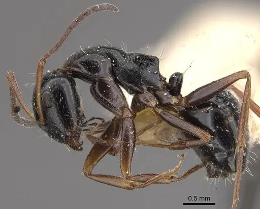Camponotus interjectus specimen CASENT0911142 image casent0911142_3