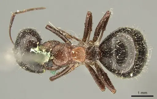 Camponotus interjectus specimen CASENT0915678 image casent0915678_1