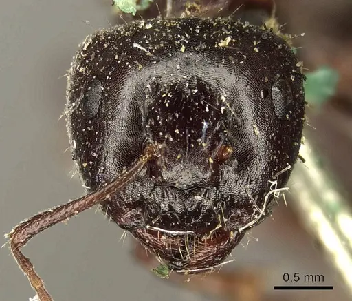 Camponotus interjectus specimen CASENT0915678 image casent0915678_2