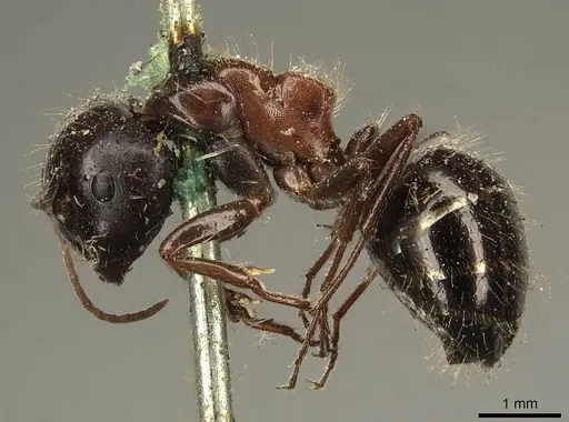 Camponotus interjectus specimen CASENT0915678 image casent0915678_3