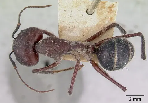 Camponotus intrepidus specimen CASENT0172141 image casent0172141_1