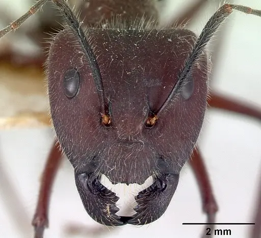 Camponotus intrepidus specimen CASENT0172141 image casent0172141_2