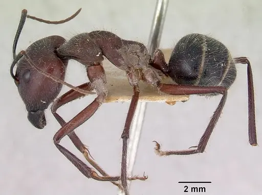 Camponotus intrepidus specimen CASENT0172141 image casent0172141_3
