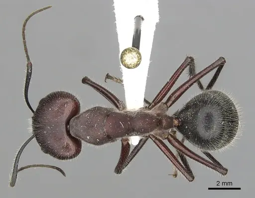Camponotus intrepidus specimen CASENT0280210 image casent0280210_1