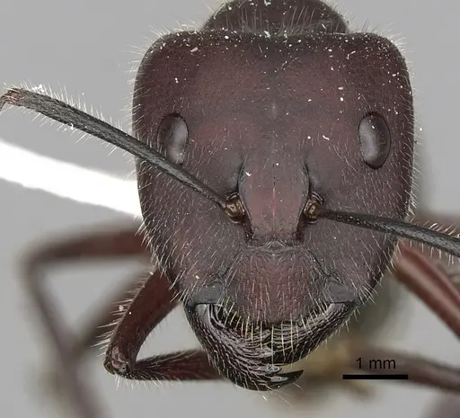Camponotus intrepidus specimen CASENT0280210 image casent0280210_2