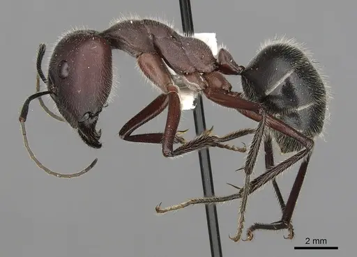 Camponotus intrepidus specimen CASENT0280210 image casent0280210_3