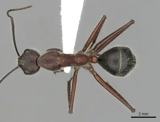 Camponotus intrepidus specimen CASENT0280211 image casent0280211_1