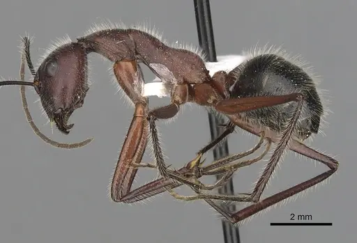 Camponotus intrepidus specimen CASENT0280211 image casent0280211_3