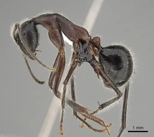 Camponotus intrepidus specimen CASENT0887666 image casent0887666_1
