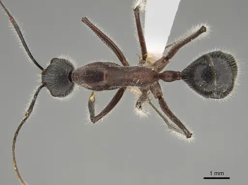 Camponotus intrepidus specimen CASENT0887686 image casent0887686_1