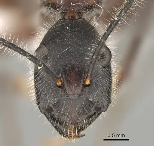 Camponotus intrepidus specimen CASENT0887686 image casent0887686_2