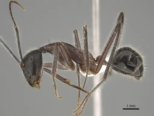 Camponotus intrepidus specimen CASENT0887686 image casent0887686_3