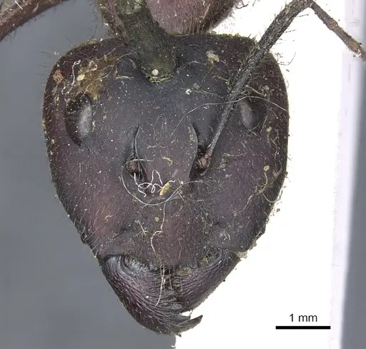 Camponotus intrepidus specimen CASENT0903548 image casent0903548_2