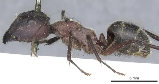 Camponotus intrepidus specimen CASENT0903548 image casent0903548_3