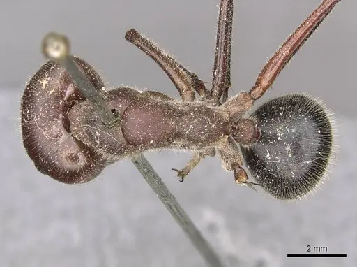Camponotus intrepidus specimen CASENT0910408 image casent0910408_1