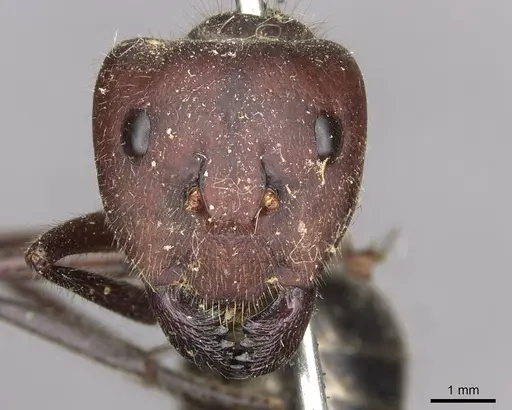 Camponotus intrepidus specimen CASENT0910408 image casent0910408_2