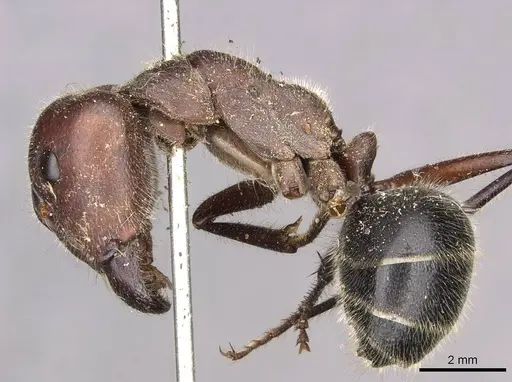Camponotus intrepidus specimen CASENT0910408 image casent0910408_3