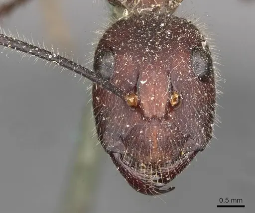 Camponotus intrepidus specimen CASENT0910409 image casent0910409_2