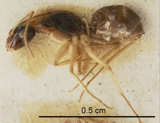 Camponotus inverallensis specimen ANTWEB1008600 image antweb1008600_1