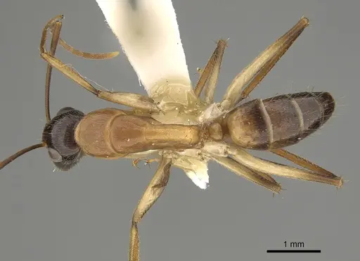 Camponotus inverallensis specimen CASENT0887707 image casent0887707_1
