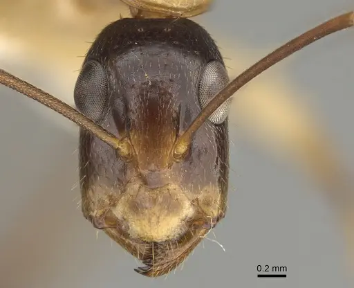 Camponotus inverallensis specimen CASENT0887707 image casent0887707_2