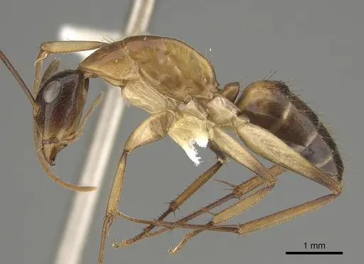 Camponotus inverallensis specimen CASENT0887707 image casent0887707_3