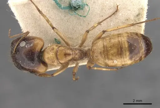 Camponotus inverallensis specimen CASENT0910368 image casent0910368_1