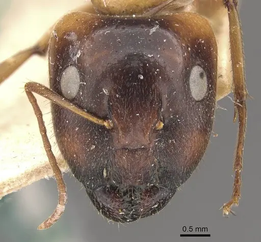 Camponotus inverallensis specimen CASENT0910368 image casent0910368_2