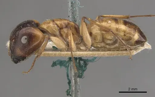Camponotus inverallensis specimen CASENT0910368 image casent0910368_3