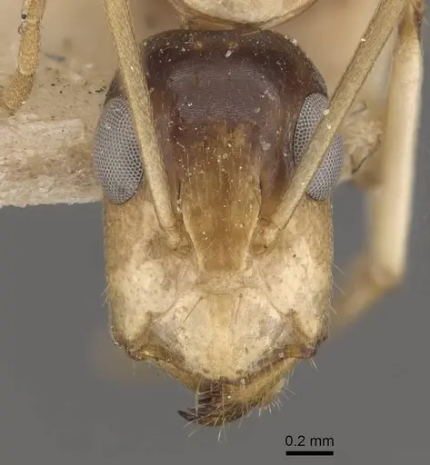 Camponotus inverallensis specimen CASENT0910369 image casent0910369_2