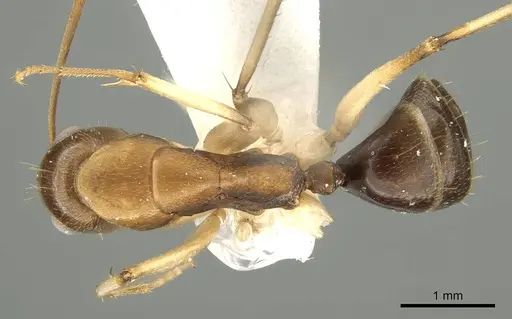 Camponotus inverallensis specimen CASENT0915749 image casent0915749_1