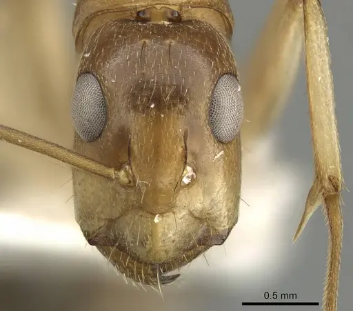 Camponotus inverallensis specimen CASENT0915749 image casent0915749_2