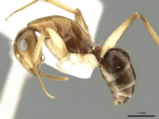 Camponotus inverallensis specimen CASENT0915749 image casent0915749_3
