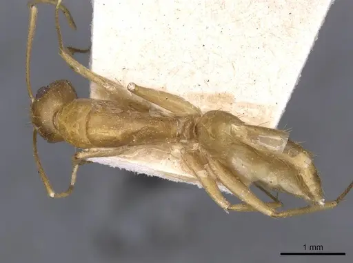 Camponotus invidus specimen CASENT0910143 image casent0910143_1