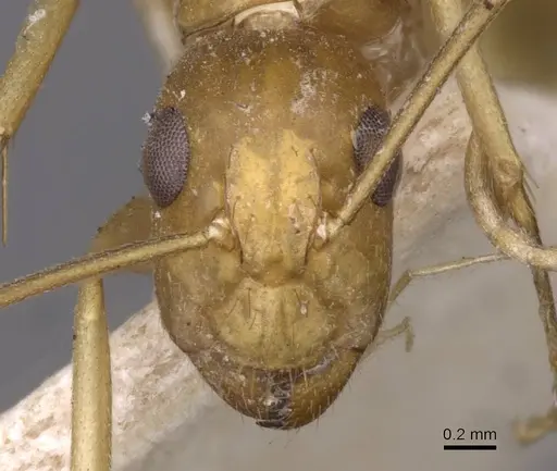 Camponotus invidus specimen CASENT0910143 image casent0910143_2