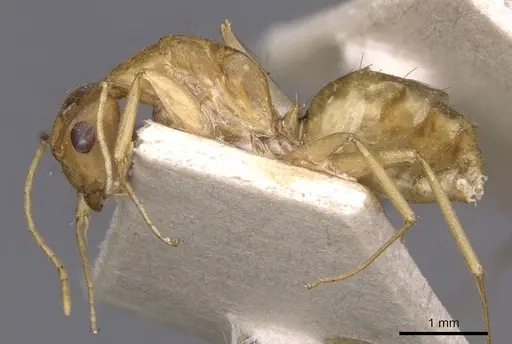 Camponotus invidus specimen CASENT0910143 image casent0910143_3
