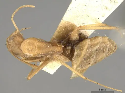 Camponotus invidus specimen CASENT0914003 image casent0914003_1