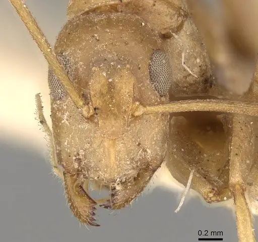 Camponotus invidus specimen CASENT0914003 image casent0914003_2