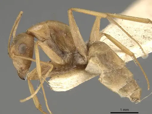 Camponotus invidus specimen CASENT0914003 image casent0914003_3