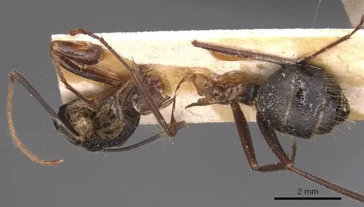 Camponotus ionius specimen CASENT0905287 image casent0905287_1