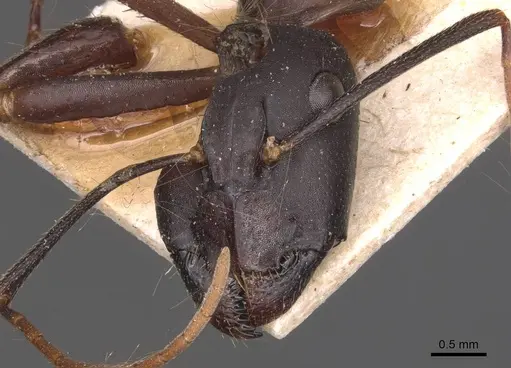 Camponotus ionius specimen CASENT0905287 image casent0905287_2