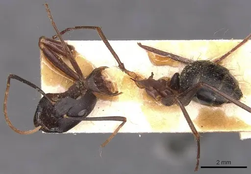 Camponotus ionius specimen CASENT0905287 image casent0905287_3
