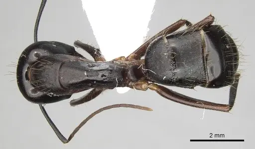 Camponotus ionius specimen CASENT0906054 image casent0906054_1