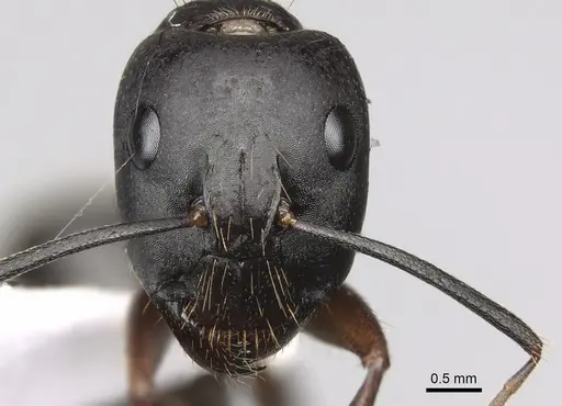 Camponotus ionius specimen CASENT0906054 image casent0906054_2